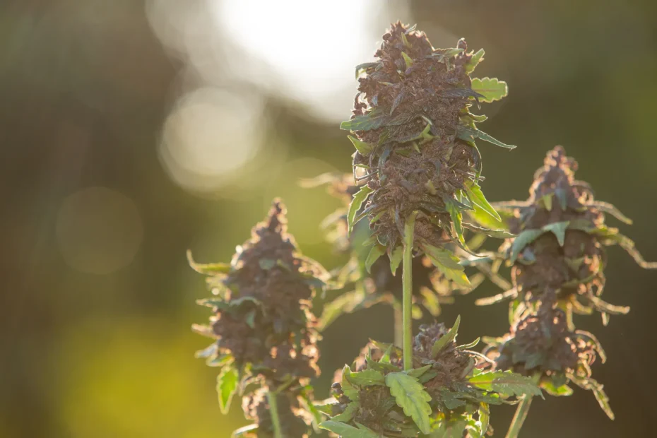 CBD Flower